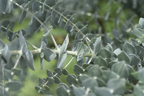 Eucalyptus