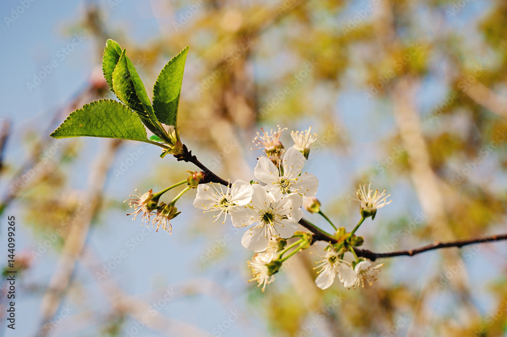 Flowers of the cherry blossoms Flowers of the cherry blossoms