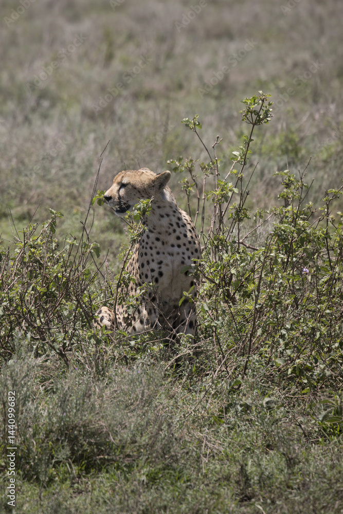Portrait of Cheetah profile, Serengeti, Tanzania Portrait of Cheetah profile, Serengeti, Tanzania