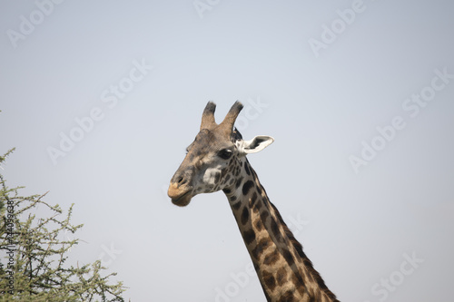 Fototapeta Naklejka Na Ścianę i Meble -  Portrait of giraffe in Serengeti, Tanzania