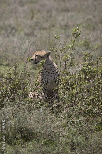 Portrait of Cheetah profile, Serengeti, Tanzania