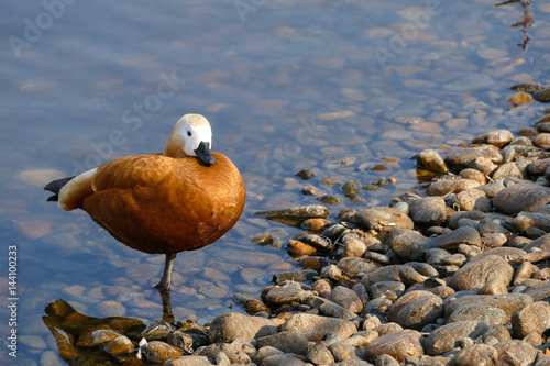 Obraz na płótnie Ogar, varvanka - red duck