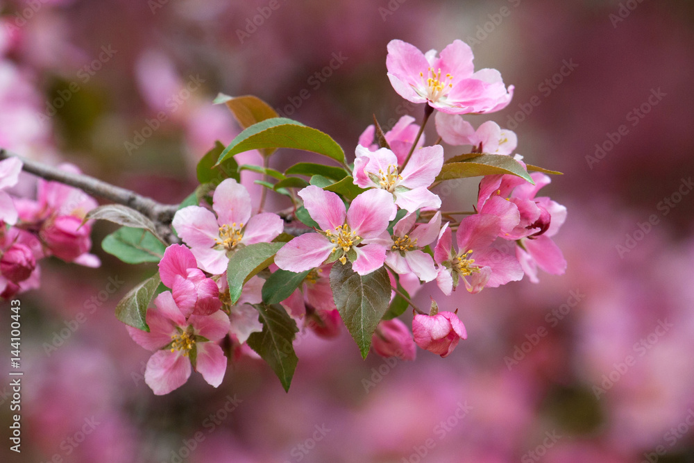 Obraz premium Spring Blossom