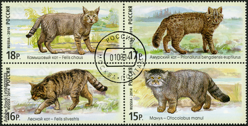 Canvas Print RUSSIA - 2014: shows snow series The Fauna Of Russia. Wild cats