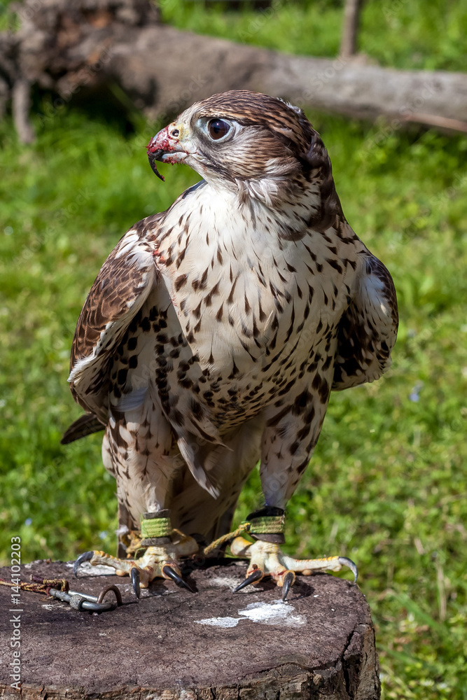 Falcon with a bloody beak after a meal Falcon with a bloody beak after a meal