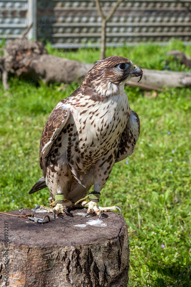 Falcon with a bloody beak after a meal Falcon with a bloody beak after a meal