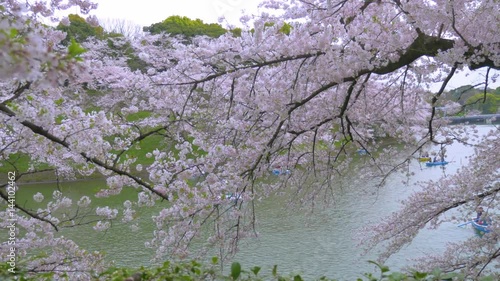 Wallpaper Mural 千鳥ヶ淵の桜模様 Torontodigital.ca