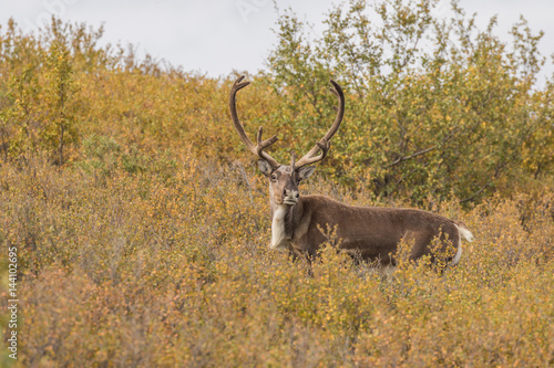 Barren Ground Caribou Bull in Velvet © natureguy
