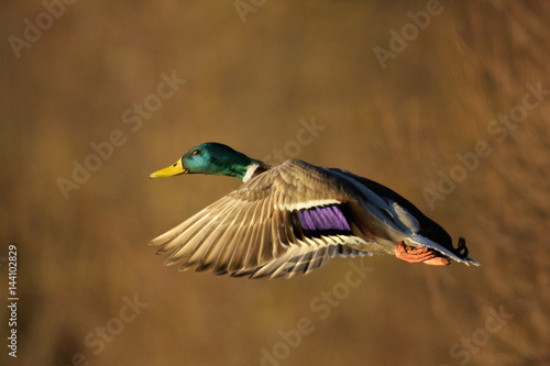 Mallard Duck in flight over natural background