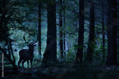 Night forest landscape with deer