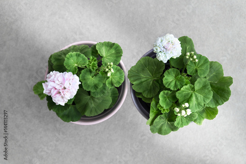 Fototapeta Naklejka Na Ścianę i Meble -  Pelargonium plants  in flowerpots on concrete background.
