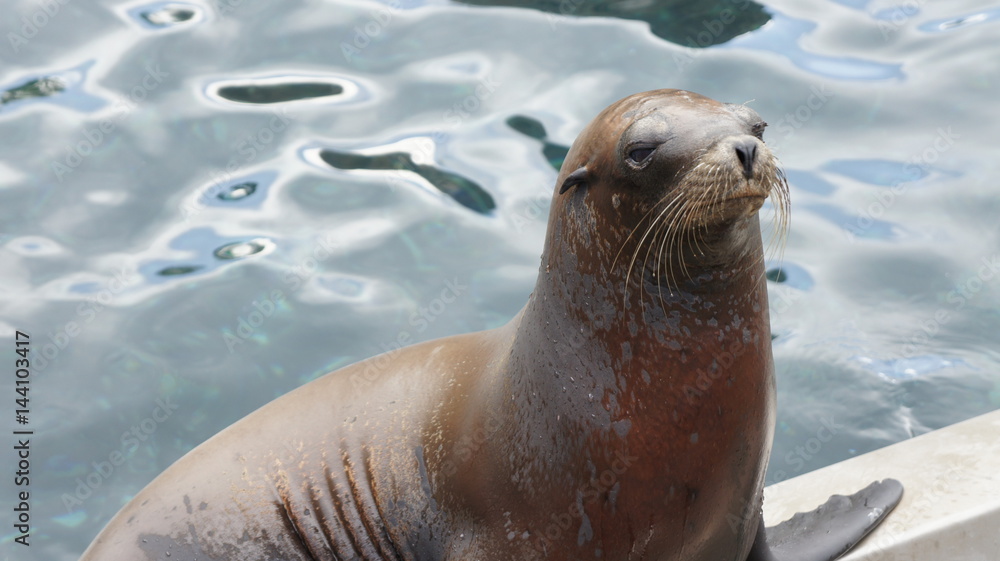 Obraz premium Seal close up