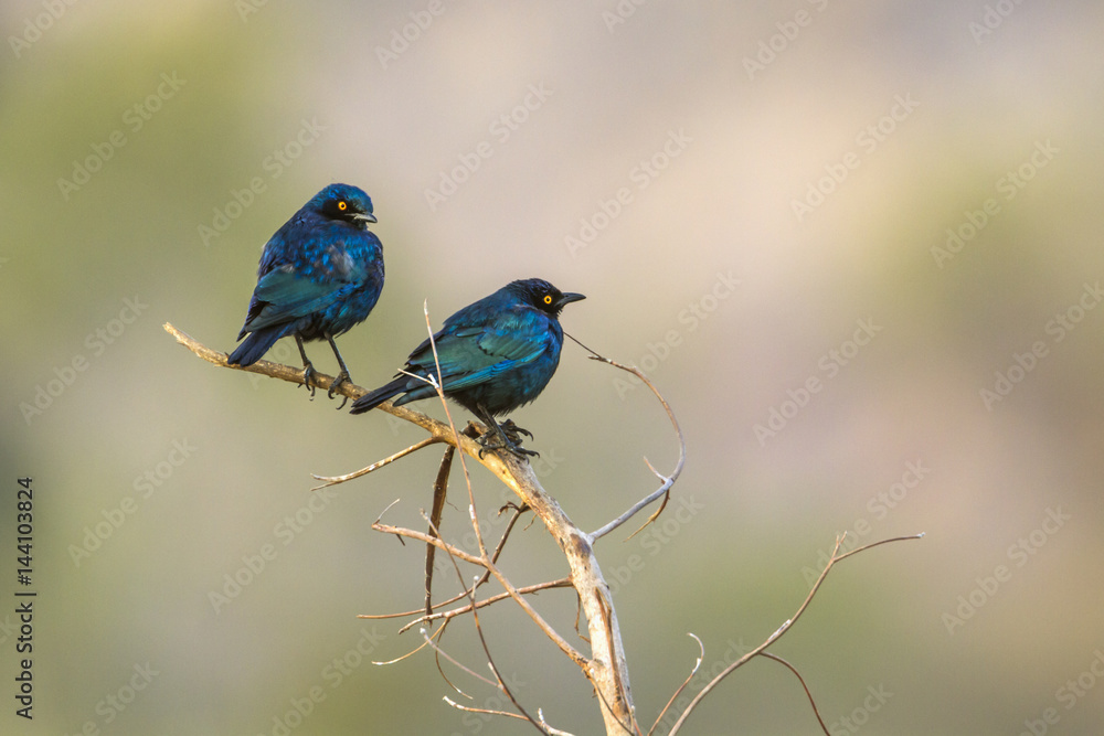 Greater blue-eared Glossy-Starling in Kruger National park, South Africa