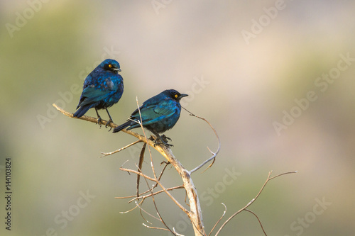 Greater blue-eared Glossy-Starling in Kruger National park, South Africa © PACO COMO