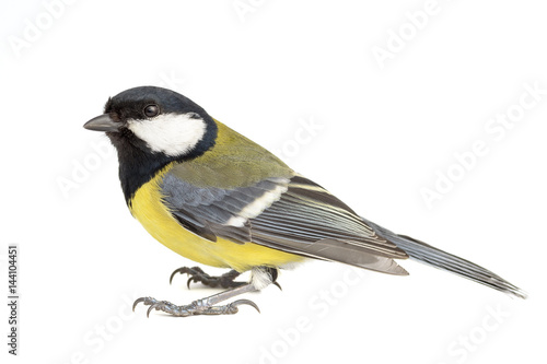 Great Tit isolated on white