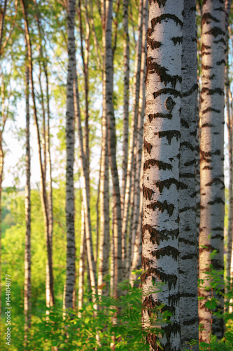 summer in sunny birch forest