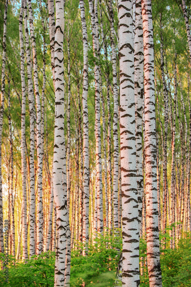 Fototapeta premium summer in sunny birch forest