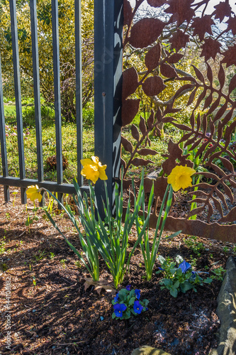 Fototapeta Naklejka Na Ścianę i Meble -  Daffodils And Fence