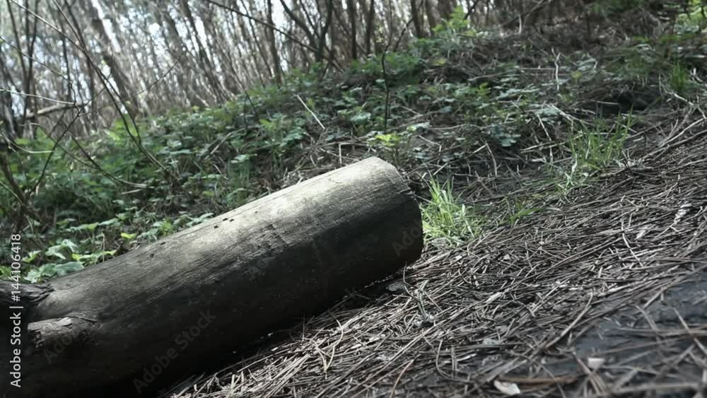Old wood log in spring pine forest. Scenic view. Old wood log in spring pine forest. Scenic view.