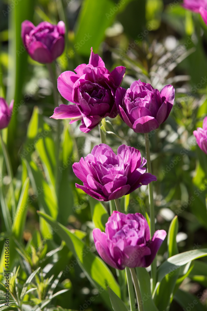 Obraz premium Beautiful magenta polypetal tulips in a botanical garden in Moscow