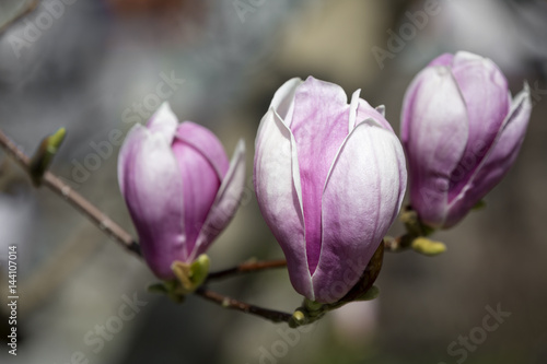 Magnolienblüte im Frühling