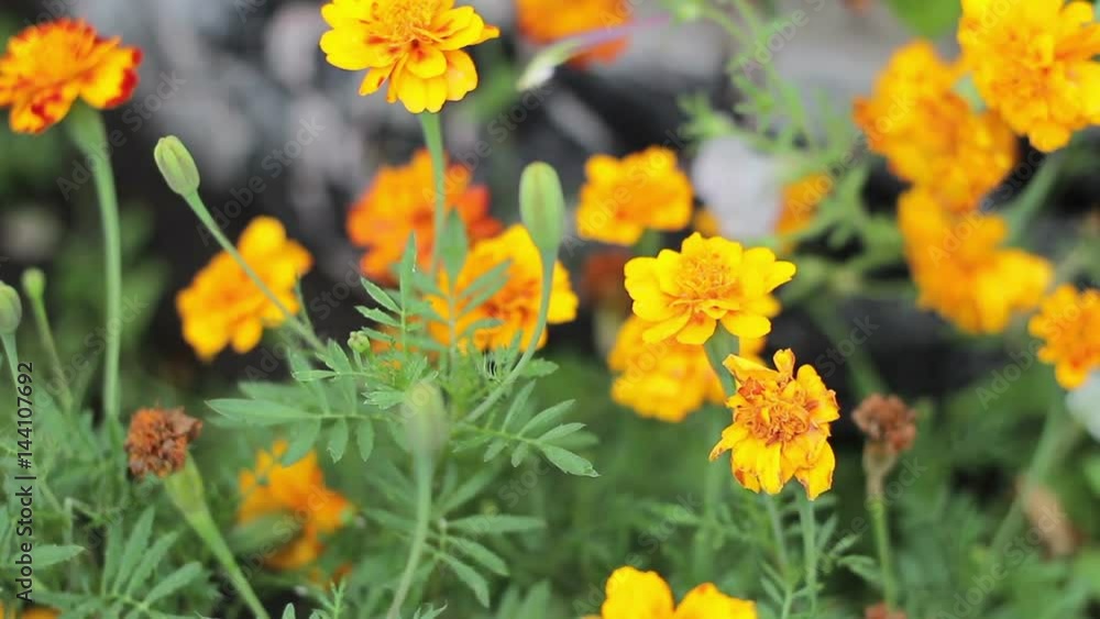 Yellow flowers swaying in the wind Yellow flowers swaying in the wind