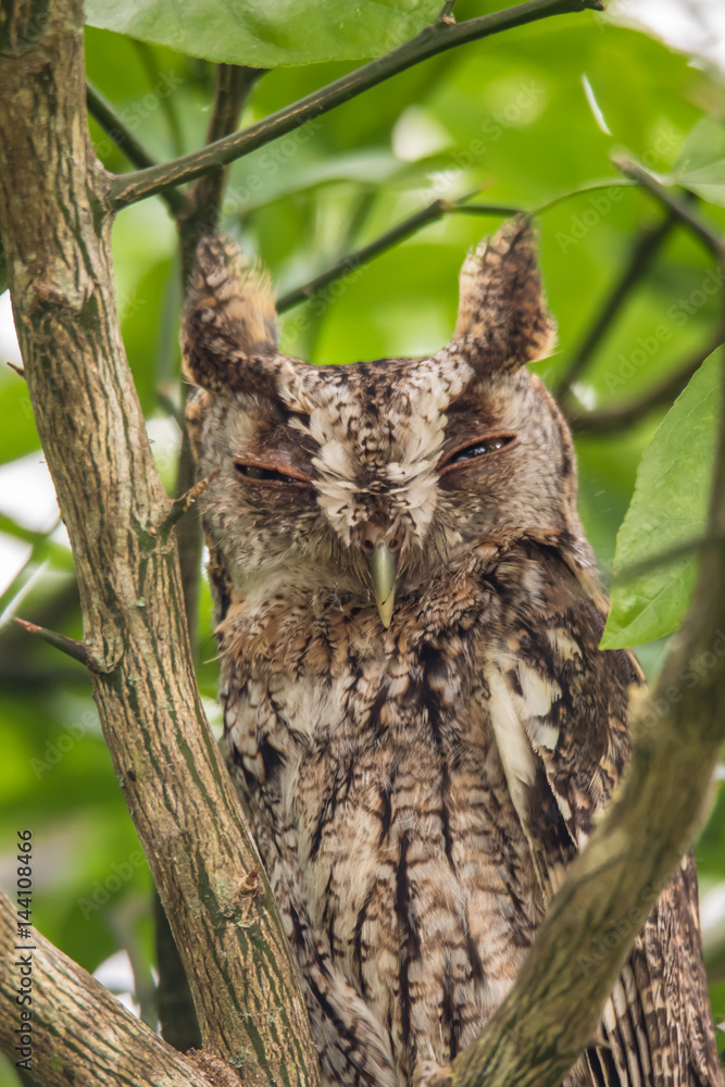 Fototapeta premium EASTERN SCREECH OWL
