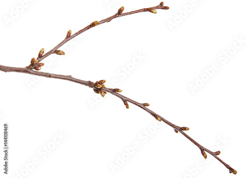 Swollen green buds on a branch of a cherry tree