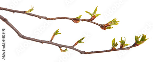 Cherry branches with young leaves
