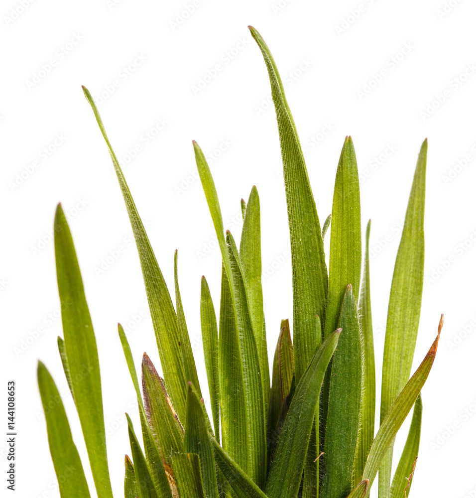 Obraz premium Green grass lawn isolated on white background