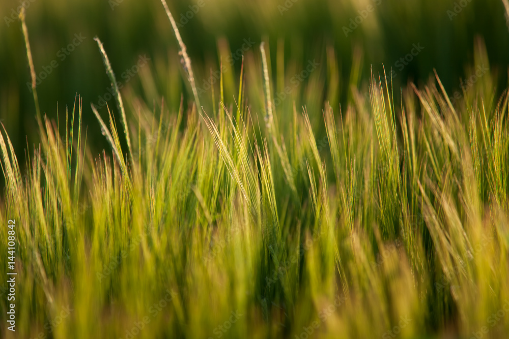 Obraz premium Getreideähren