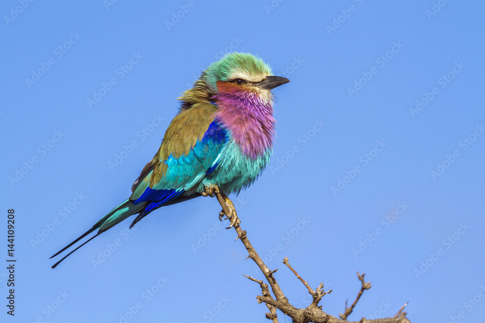 Obraz premium Lilac-breasted roller in Kruger National park, South Africa