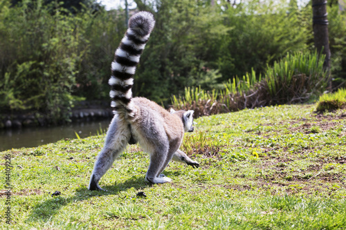 Lemur seen from the back with high tail