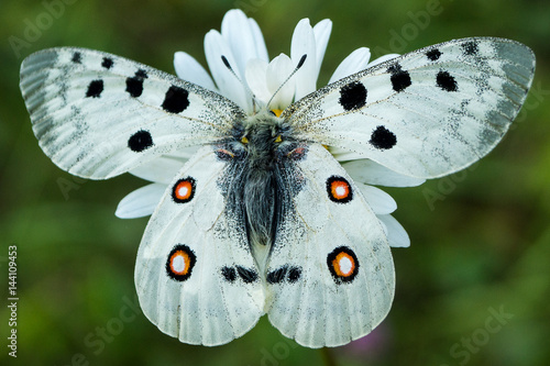 White butterfly with red and black spots photo