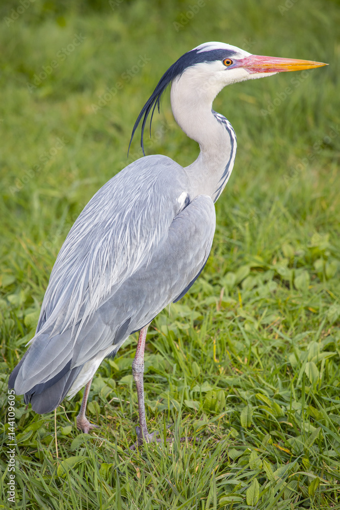 Fototapeta premium Heron