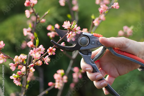 Fotografie Woman cut a blooming branch of peach tree with pruning scissors, garden work on a trees in springtime