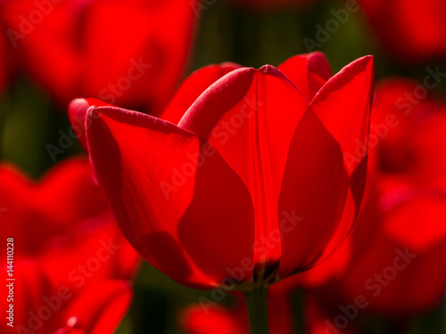 Backlit red tulip