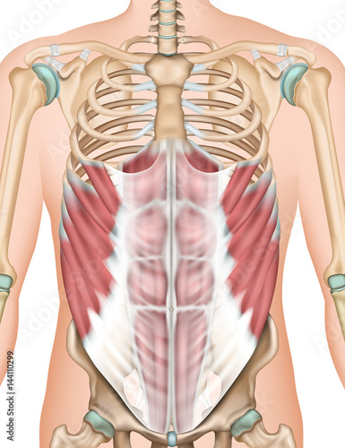 Musculus obliquus externus abdominis, 3d vector illustration photo