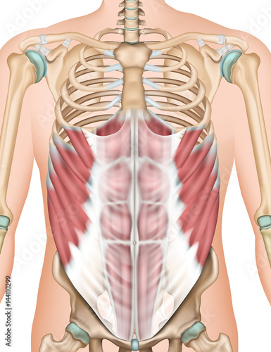 Musculus obliquus externus abdominis, 3d vector illustration