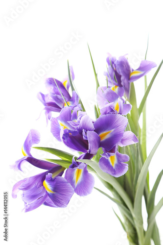 Fototapeta Naklejka Na Ścianę i Meble -  Bouquet of iris flowers isolated on a white