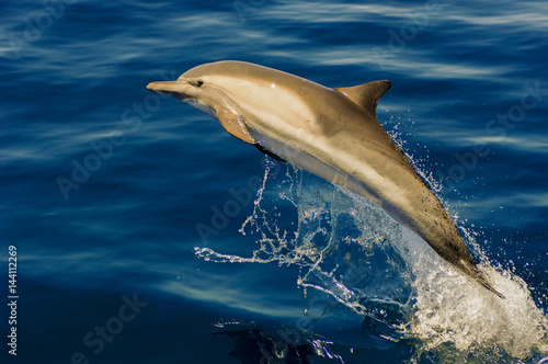 Photography Common Dolphin jumps off Southern California