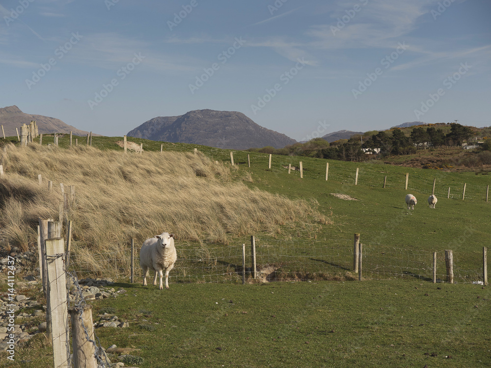 Obraz premium Green field with lambs and mountains in the background.
