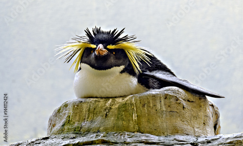 breeding rockhopper penguin