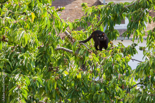 Black cat with yellow eyes hunting in a tree with green leaves in a bright morning