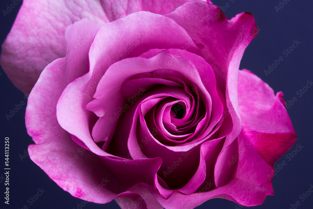 Magenta Rose Magenta Rose