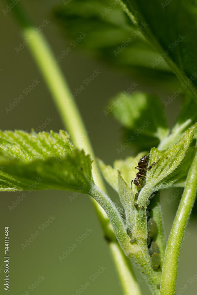 Spring time ants and aphids on blackcurrant bush leaves