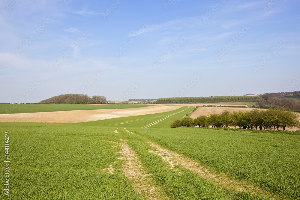 wheat fields and woodland