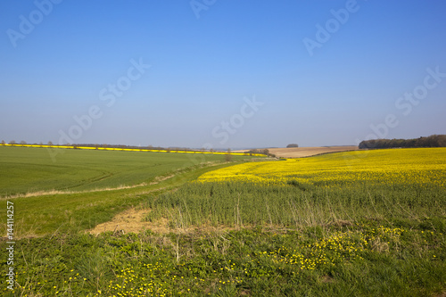 oilseed rape crop and bridleway