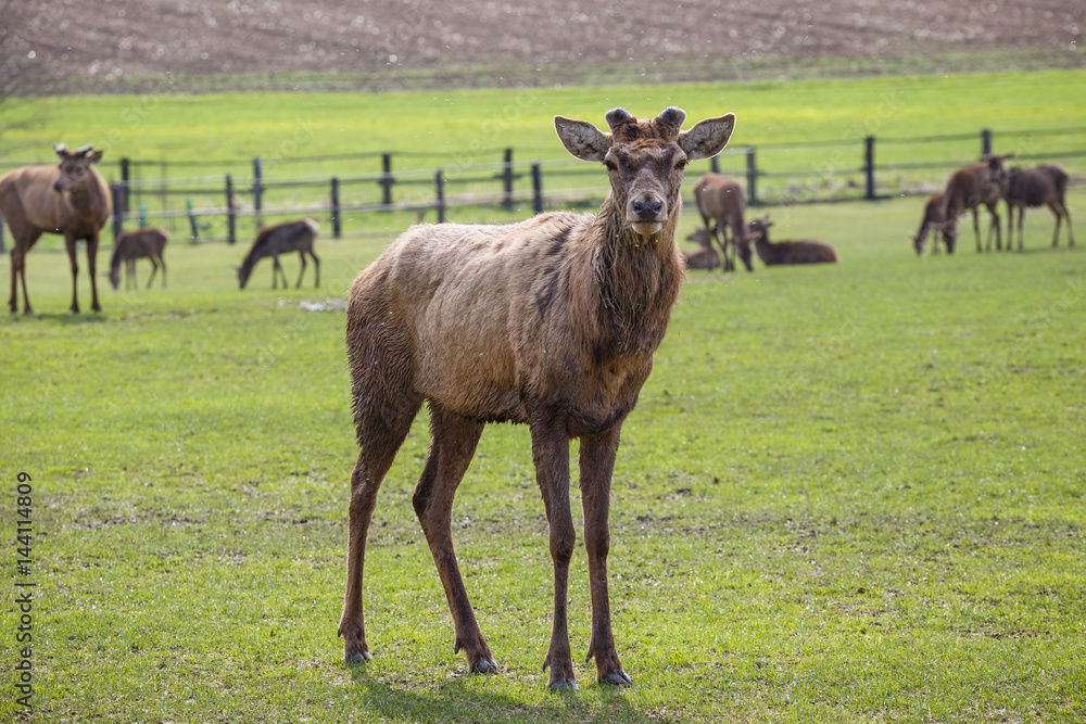 Naklejka premium Deer without antlers