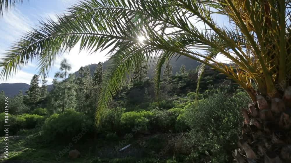 Tropical warm summer landscape of palm tree leaves and sun shinning through palma siluette on sunrise with lens flare Tropical warm summer landscape of palm tree leaves and sun shinning through palma siluette on sunrise with lens flare